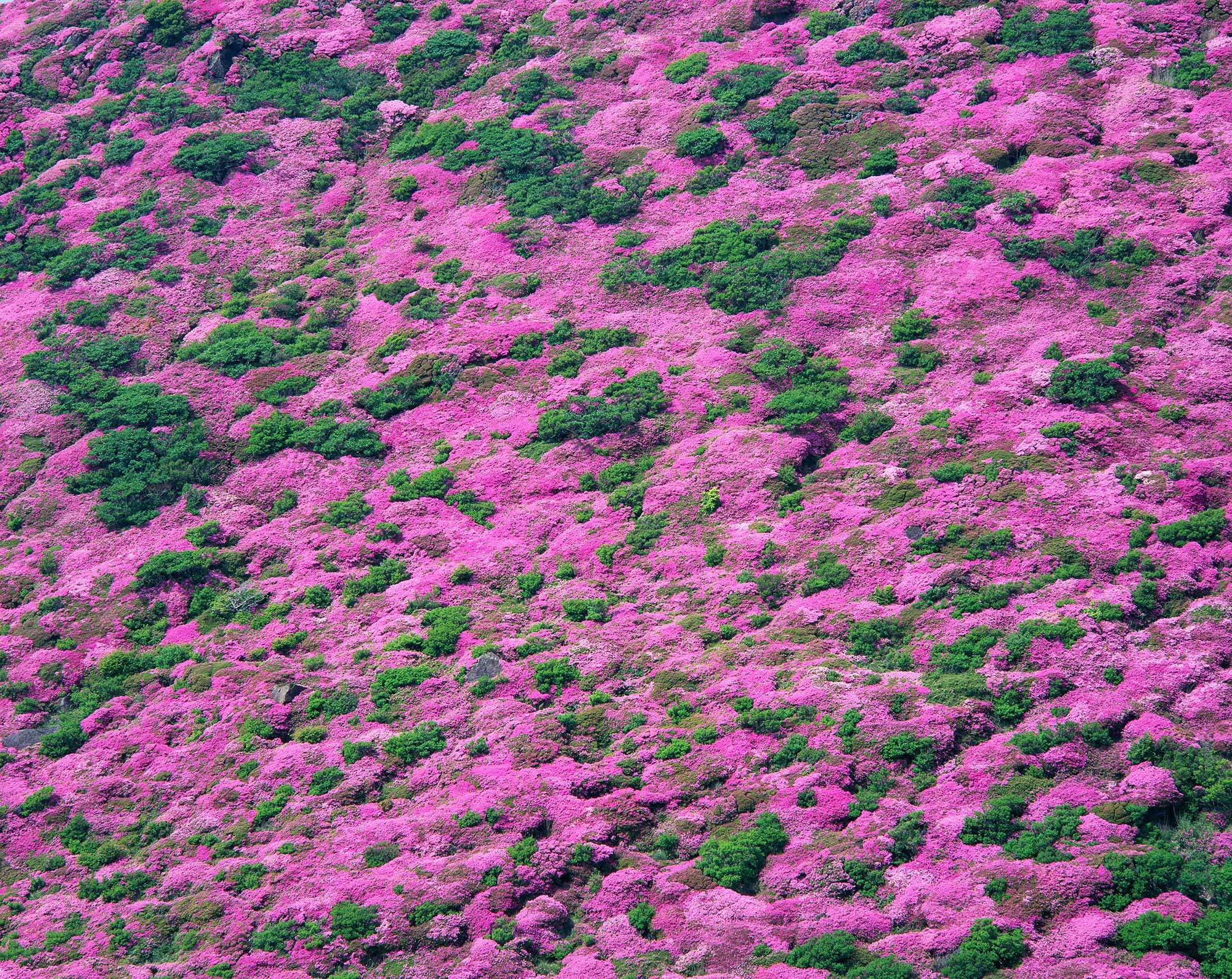 🌋 아소쿠주 국립공원 이미지 7